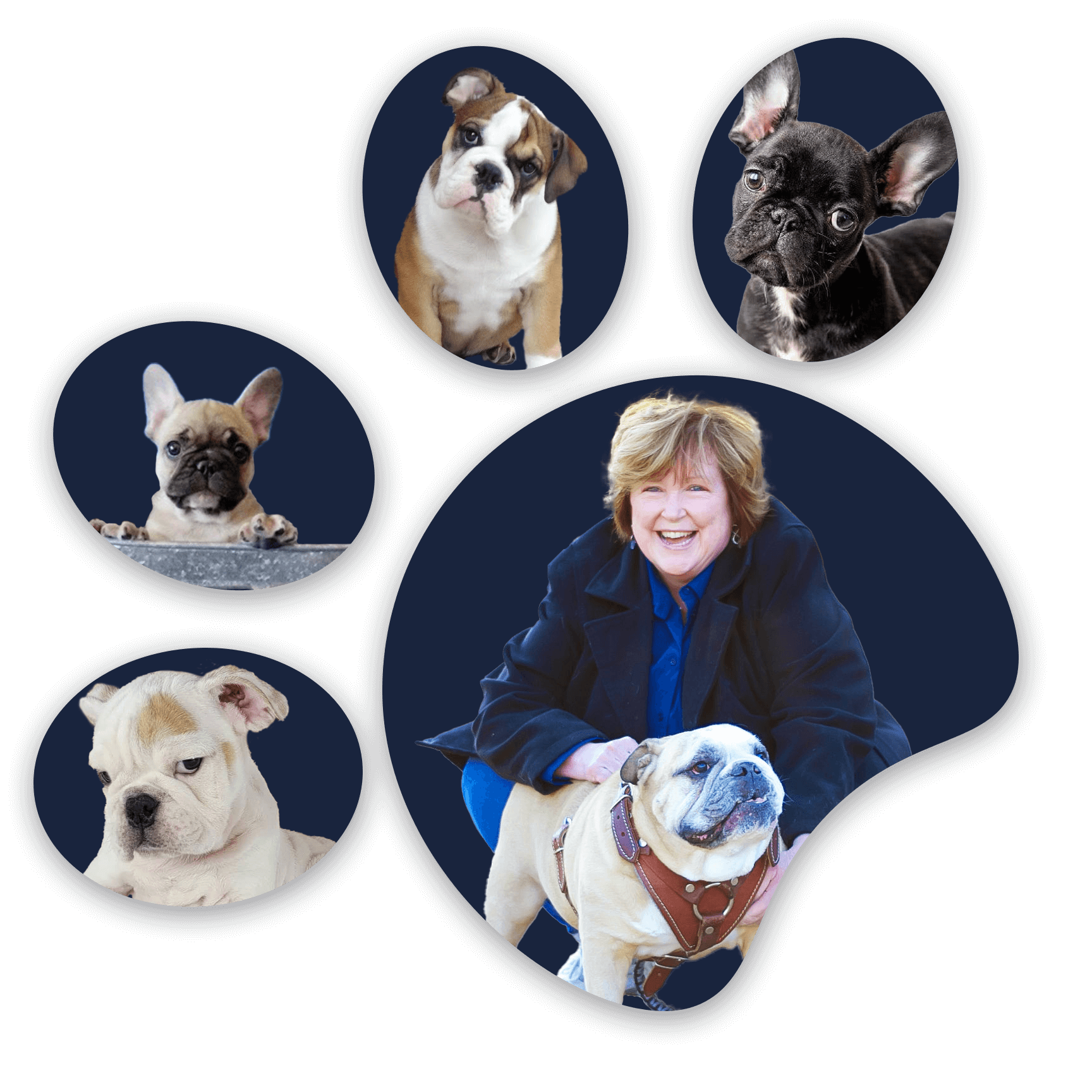 Tankrtots bulldogs deals